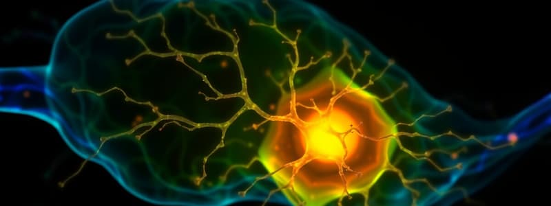 Mitral Cell Function and Lateral Inhibition