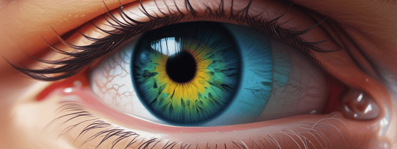 Anatomy of the Eye: Pupil Dilation and Aqueous Humor Production