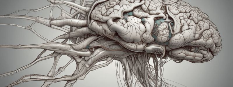 Anatomía del sistema nervioso (Unidad Didáctica 1)