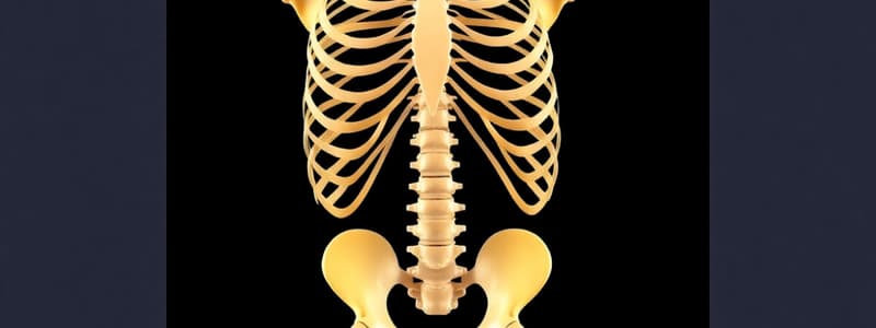 Skeletal System Overview