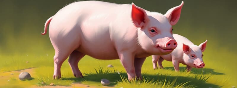 Pig Production Stages Quiz