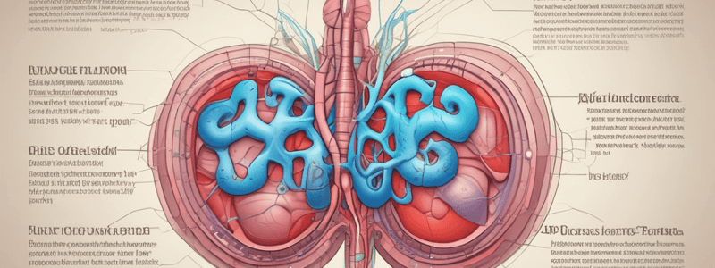 Renal Structure and Function Overview