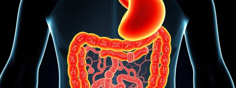 Digestive System Overview