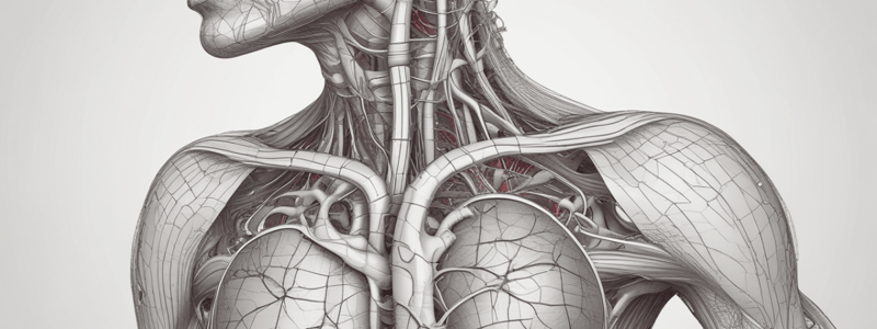 Cardiovascular System: Introduction to CVS