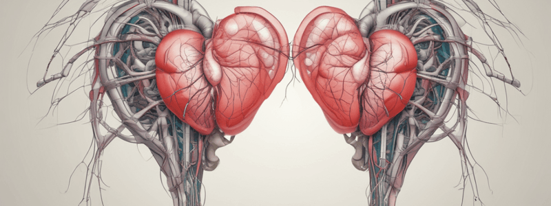 The Conductive System of the Heart: Understanding the Cardiac Conduction System