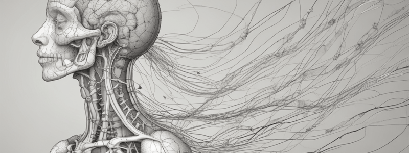 Nervous System Structure and Function