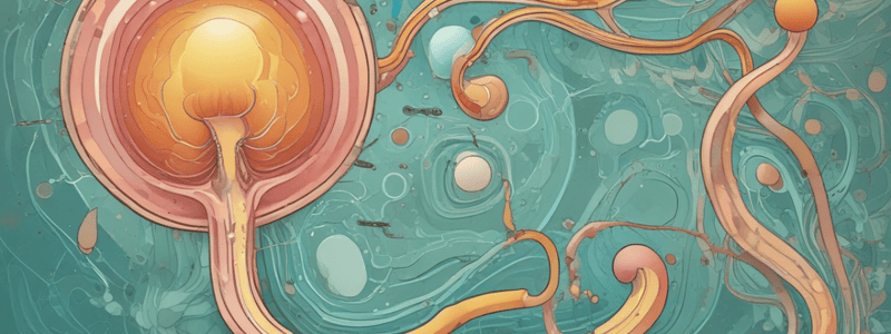 Nephron and Urine Composition