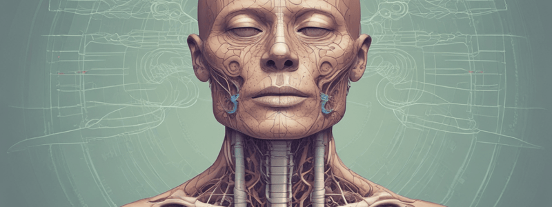 Respiratory System Structure