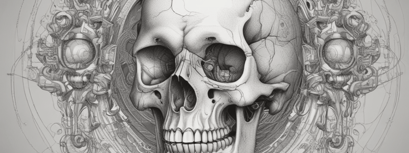 Anatomie de l'orbite