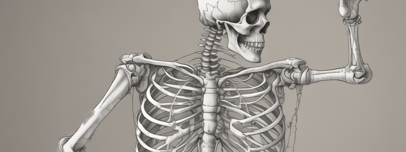 Human Skeleton: Bones and Functions