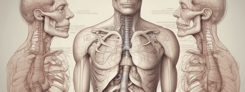 Sistema Respiratório