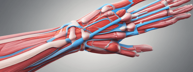 Radial Nerve Branches and Muscles Origins and Insertions Quiz