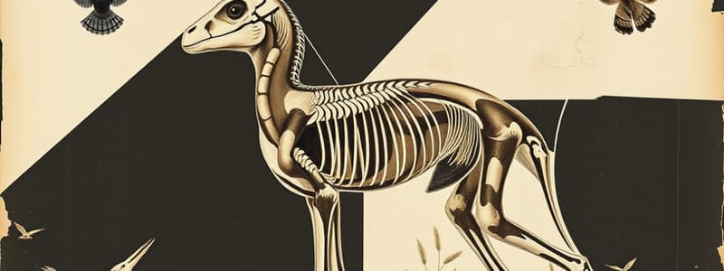 Animal Body Plans and Classification