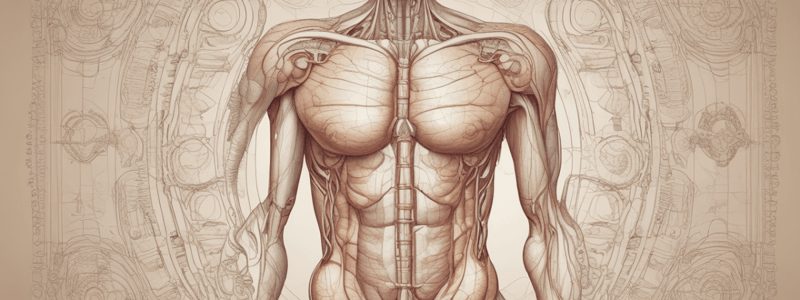 Male Reproductive System Quiz