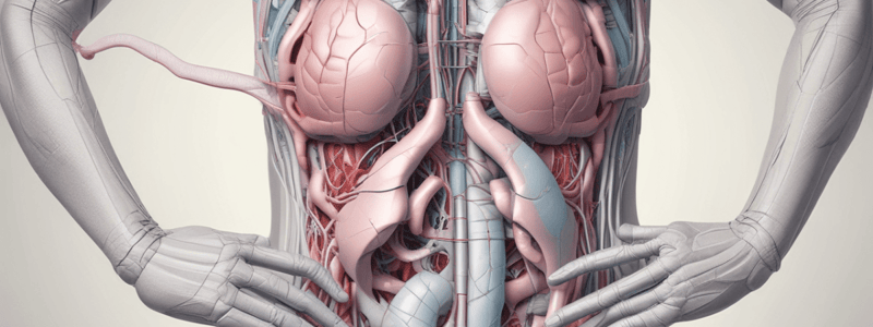 Anatomy of Peritoneal Folds and Ligaments