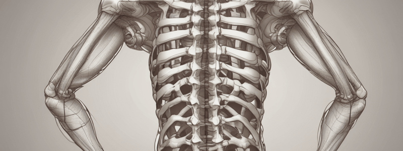 Vertebral Spine Movement