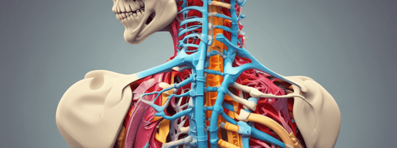 Columna Vertebralis Anatomy Quiz