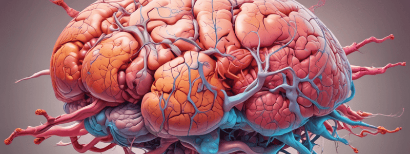 Meninges Kehl