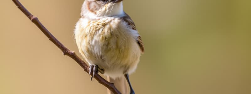 Wisconsin Bird Identification Quiz