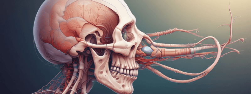 Human Embryonic Development