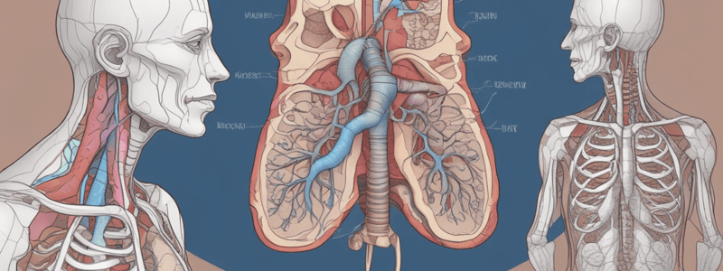 Human Anatomy: Upper Respiratory Tract