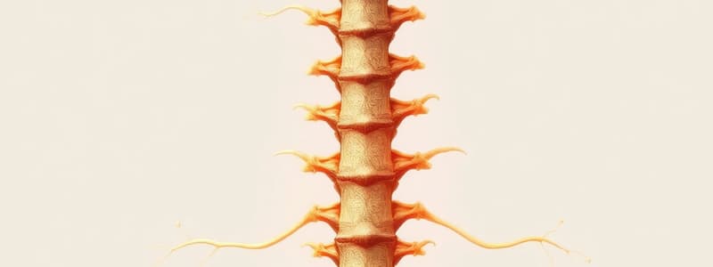 Spinal Nerve Roots and Radiculopathy Overview