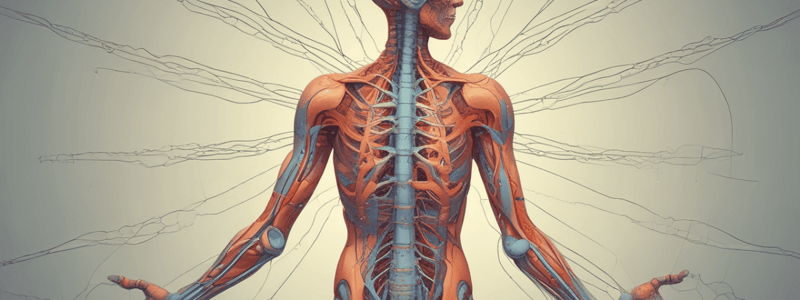 Somatosensation in the Peripheral Nervous System