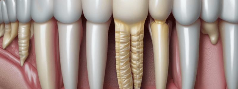 Periodontal Ligament Structure and Function