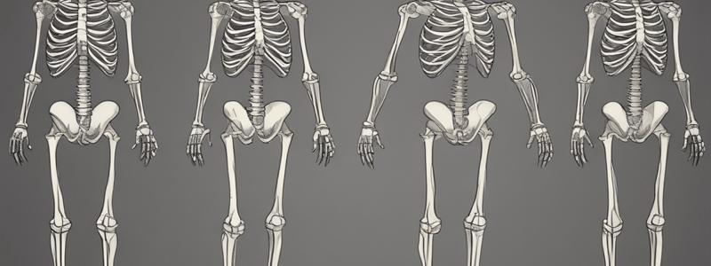 Upper Limb Bones Overview