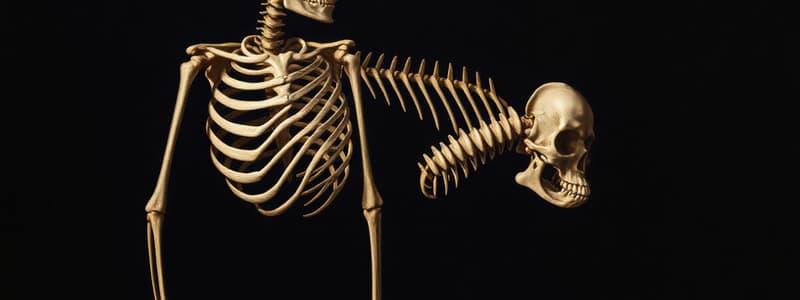 The Skeletal System Overview