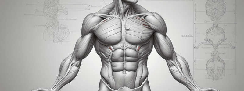 Muscle Anatomy and Physiology