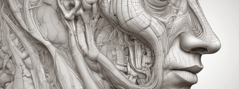 Nose & Paranasal Sinuses Anatomy Quiz