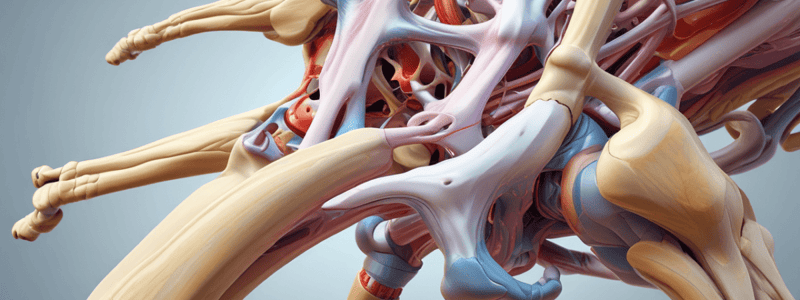 Joint Structure and Function Basics