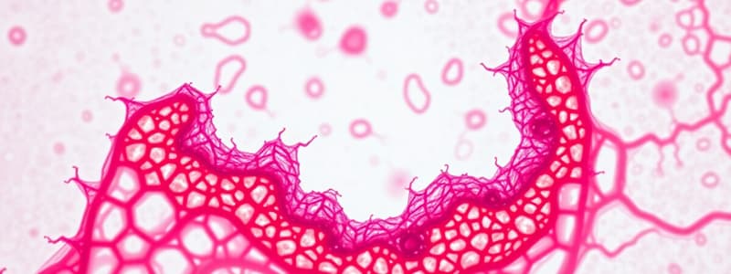 Epithelial-Mesenchymal Transition (EMT)