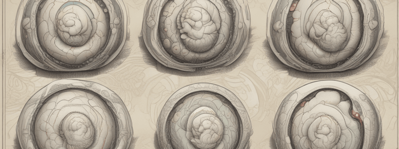 Aristotle and Malpighi's Study on Chicken Embryos