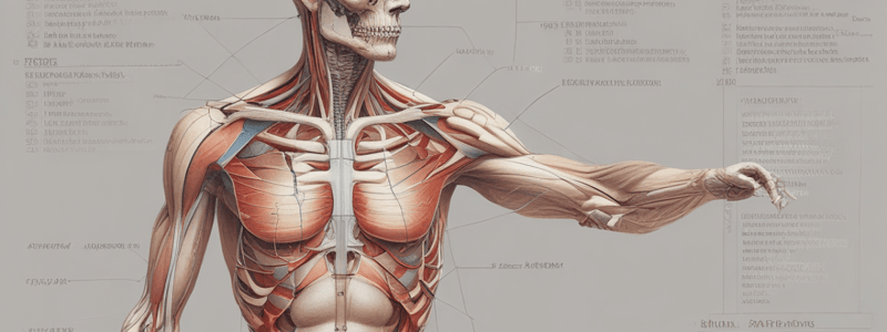 N2030 Exam 3 Study Guide: Anatomy and Health Assessment