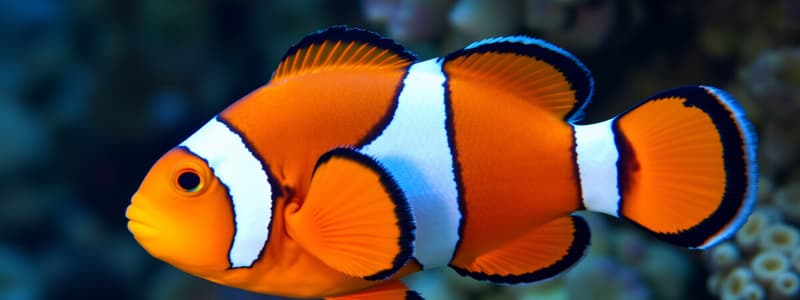 Ch. 1 Taxonomic Classification of Clownfish