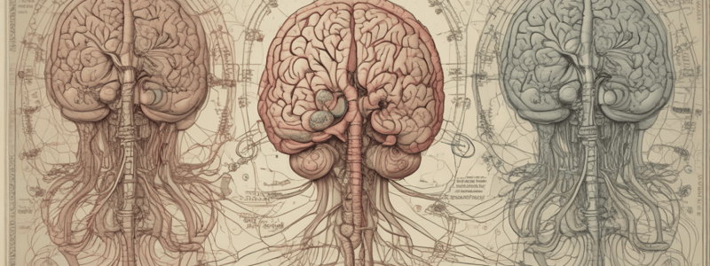 Central Nervous System Overview