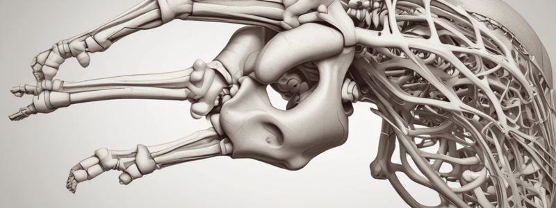 Elbow Joint and Forearm Anatomy