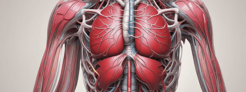 Ninja Nerd - Circulatory System | Arteries of the Thorax & Abdomen | Torso Anatomy Model