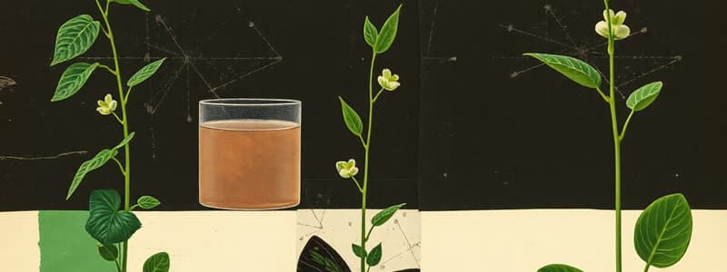 Photosynthesis Experiment Quiz