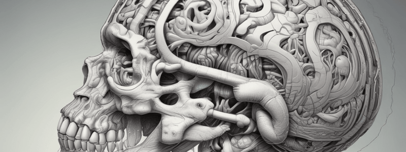 Brain Structure: Midsagittal Plane