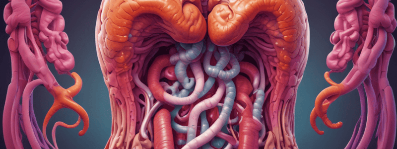 Anatomy of Duodenum and Small Intestine