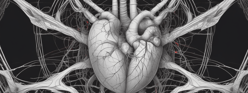 Anatomy of the Middle Mediastinum