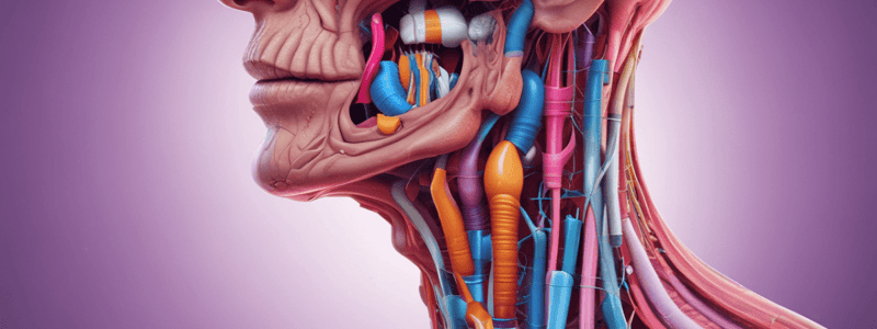 Anatomy of Pharynx and Esophagus Quiz