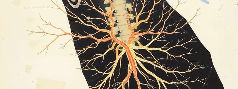 Lumbar Plexus Quiz