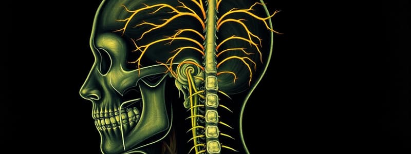 Cranial and Spinal Nerves Overview