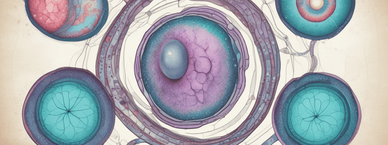 Mitosis Stages