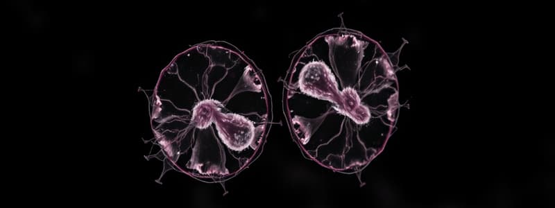 Mitosis vs Meiosis: Key Differences