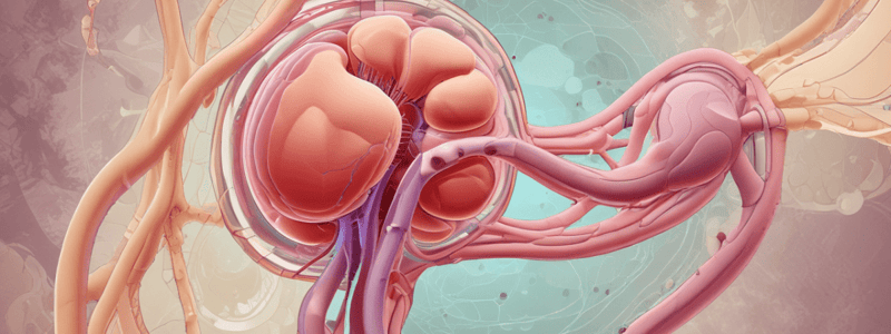 Renal System Processes Overview